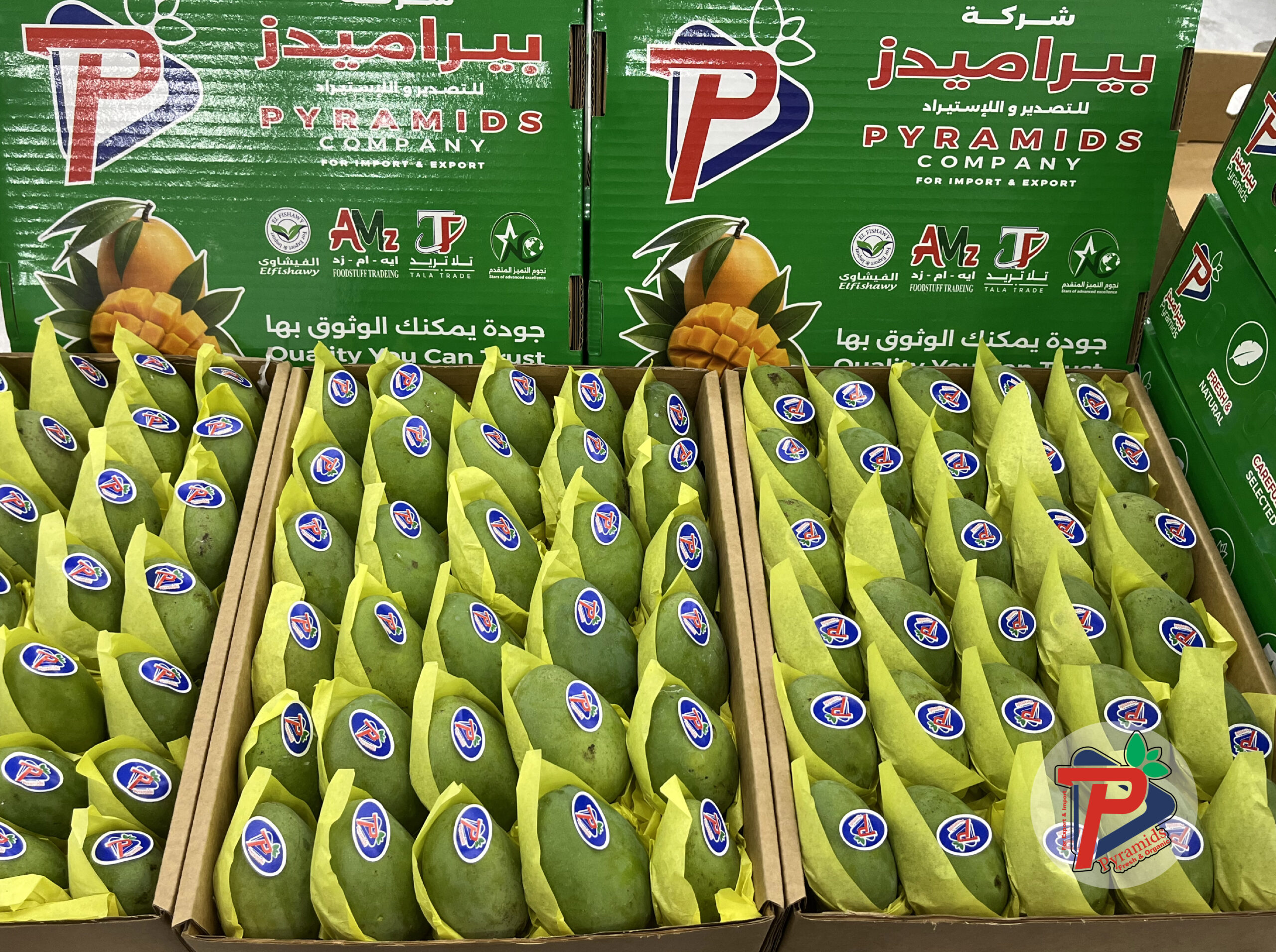 بيراميدز لتصدير واستيراد الخضروات والفواكه (1)